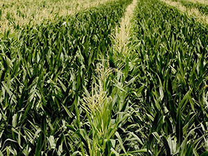 通平1-平安種業(yè)