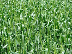 哲麥10號(hào)-平安種業(yè)