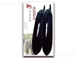 濟(jì)南神茄-茄子種子-茄果種業(yè)