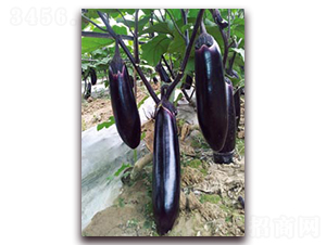 金領(lǐng)秀-茄子種子-茄果種業(yè)