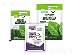 綠葉先鋒-金吉達