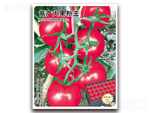 高產大果粉王-番茄種子-飛歌農業(yè)