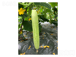 川園十二號-黃瓜種子-好特園藝