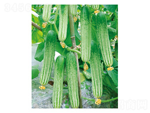 白馬4號-黃瓜種子-好特園藝