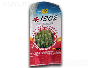 安1302-小麥種子-恒進農業(yè)
