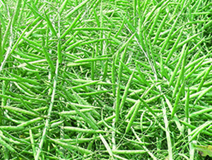 ������27-�Ͳ˷N��-δ��(l��i)�N�I(y��)