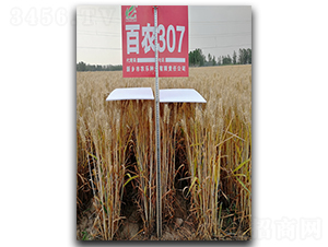 百農307-小麥種子