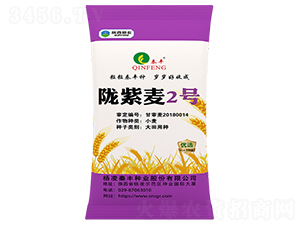 隴紫麥2號-小麥種子