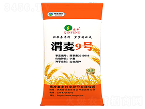 渭麥9號-小麥種子