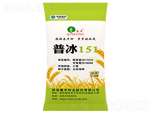 普冰151-小麥種子