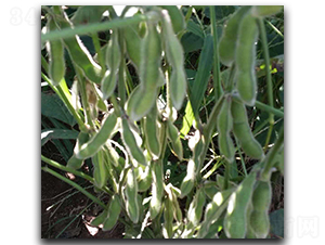 臺灣75-3-毛豆種子-茂華種業(yè)