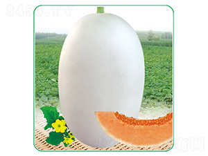 白脆美-甜瓜種子-安泰達(dá)