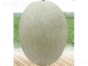 安泰蜜二號(hào)-甜瓜種子-安泰達(dá)