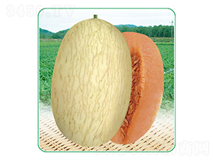 安泰蜜3號(hào)-甜瓜種子-安泰達(dá)