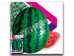 甜王冠軍-西瓜種子-百聚豐