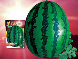 紫羅光-西瓜種子-百聚豐