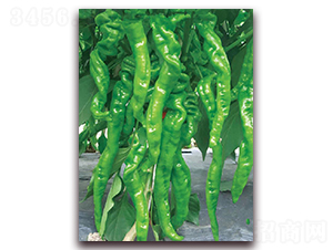 正大106-辣椒種子-東方正大