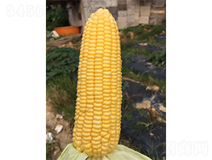 1078-玉米種子-哈維農業(yè)