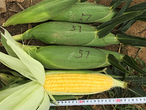 維甜57-玉米種子-哈維農(nóng)業(yè)