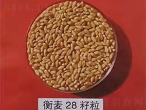 ����28����-С���N��-���̷N�I(y��)