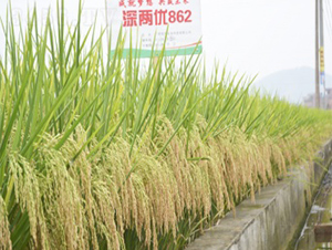 深兩優(yōu)862-水稻種子-明天種業(yè)