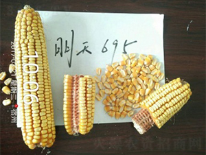 明天695-玉米種子-明天種業(yè)