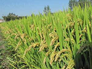 寧粳6號-水稻種子-明天種業(yè)