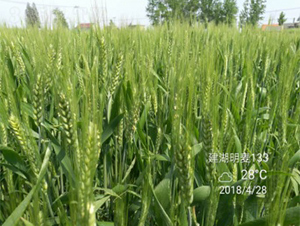 明麥133-小麥種子-明天種業(yè)