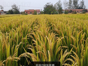 南粳3908-水稻種子-明天種業(yè)