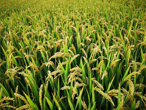 淮稻268-水稻種子-明天種業(yè)