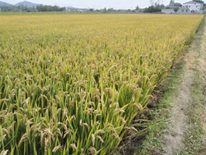 明糯1332-水稻種子-明天種業(yè)