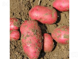 紅玫瑰-土豆種子-希森