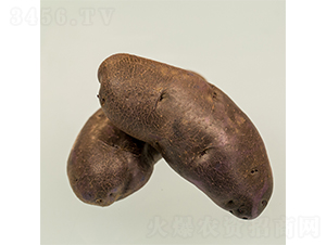 希森8號-土豆種子-希森