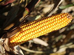 ������2̖-���׷N��-���S�N�I(y��)