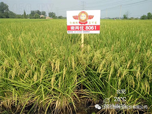 徽兩優(yōu)8061-水稻種子-紅旗種業(yè)