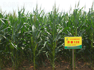 齊單128-玉米種子-鑫豐種業(yè)