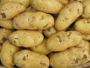 冀張薯12號(hào)-土豆種子-民豐種業(yè)