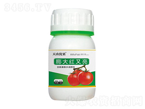 西紅柿膨大紅又亮-天農(nóng)優(yōu)果-天農(nóng)化工
