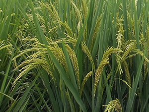 望兩優(yōu)6號-水稻種子-希望種業(yè)