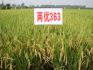 兩優(yōu)363-水稻種子-惠華三農(nóng)