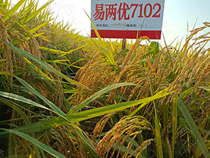 易兩優(yōu)7102-水稻種子-惠華三農(nóng)