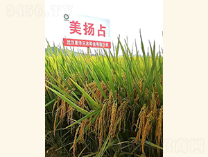 美揚(yáng)占-水稻種子-惠華三農(nóng)