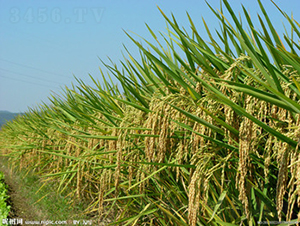 惠兩優(yōu)901-水稻種子-惠華三農(nóng)