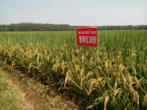 惠兩優(yōu)369-水稻種子-惠華三農(nóng)