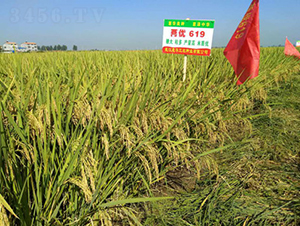 兩優(yōu)619-水稻種子-惠華三農(nóng)
