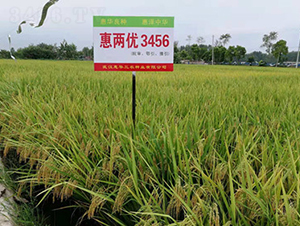 惠兩優(yōu)3456-水稻種子-惠華三農(nóng)
