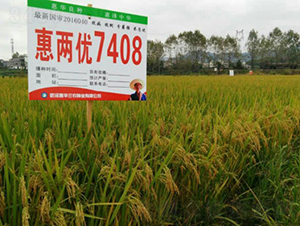 惠兩優(yōu)7408-水稻種子-惠華三農(nóng)