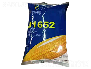 J1652-玉米種子-中智龍星