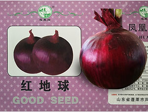 紅地球-洋蔥種子-鳳凰種業(yè)