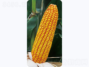 德玉211-玉米種子-佳欣種業(yè)